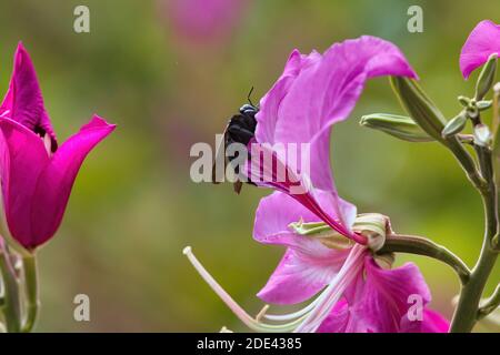 Large carpenter bee feeding on a bright purple flower. Stock Photo