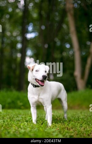 A cute Jack Russell Terrier dog with a happy expression standing outdoors Stock Photo