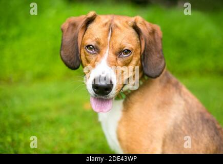 A Beagle mixed breed dog sitting outdoors with a relaxed expression Stock Photo