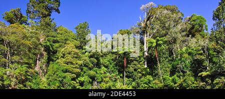 Native bush and Kauri trees, Waipoua Forest, Northland Region, North Island, New Zealand Stock Photo