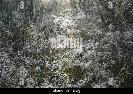 Meadow landscape in the first frost with icy dew drops on the grass, abstract nature background with copy space, selected focus, narrow depth of field Stock Photo