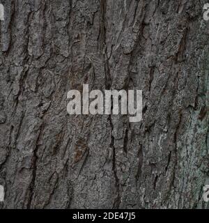 Bark on an old tree trunk, background texture with copy space Stock Photo