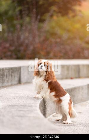 Pretty cavalier king charles spaniel dog standing outdoors  in park with autumn leaves. Portrait of pet at nature. Stock Photo