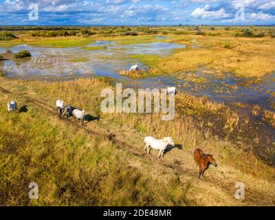 Camargue horses (Equus caballus), herd gallopping through water, Saintes-Marie-de-la-Mer, Camargue, Le-Grau-du-Roi, Department Gard, Languedoc-Roussil Stock Photo