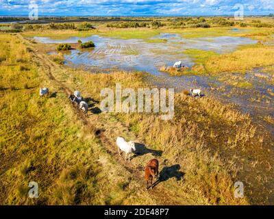 Camargue horses (Equus caballus), herd gallopping through water, Saintes-Marie-de-la-Mer, Camargue, Le-Grau-du-Roi, Department Gard, Languedoc-Roussil Stock Photo