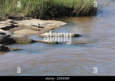 Steppenschuppentier am Sand River/ Ground pangolin or Cape pangolin at Sand River/ Smutsia temminckii Stock Photo