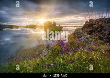 Lava formations of volcanic rock from Kalfastroend with yellow and purple flowers, sun star in the dramatic sky reflected in Lake Myvatn Stock Photo