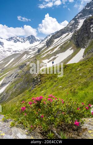 Hiker on the descent from the Moerchnerscharte to the Greizer Hut, behind glacier Floitenkees and Floitenspitzen, Berliner Hoehenweg, Zillertaler Stock Photo