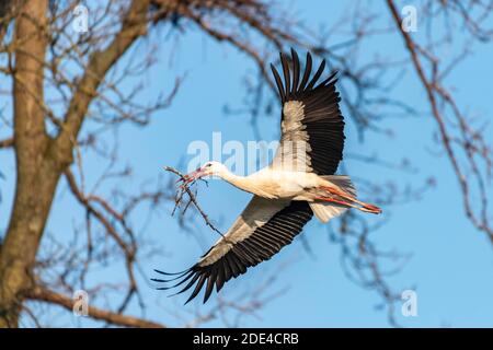 White Stork, flying with nesting material, Ciconia ciconia, Luetzelsee, Canton of Zurich, Switzerland Stock Photo