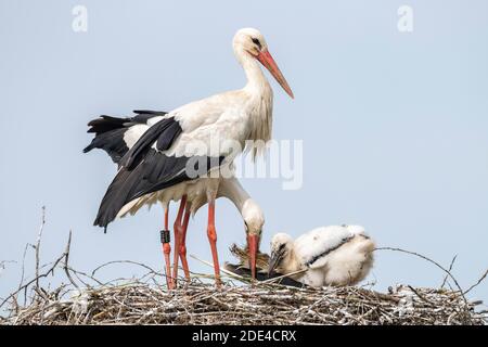 White stork in nest, adults with young, Ciconia ciconia, Luetzelsee, Canton of Zurich, Switzerland Stock Photo
