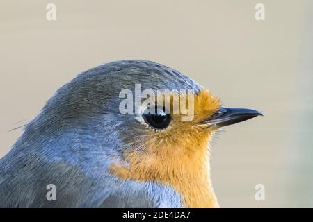 European robin (Erithacus rubecula), Portrait, Hesse, Germany Stock Photo