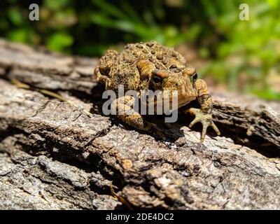 Closeup of small brown toad resting on log Stock Photo