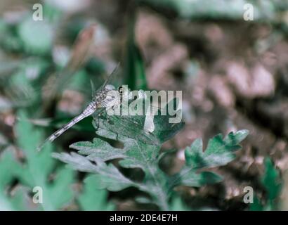 Green dragonfly sitting on the leaf. Stock Photo