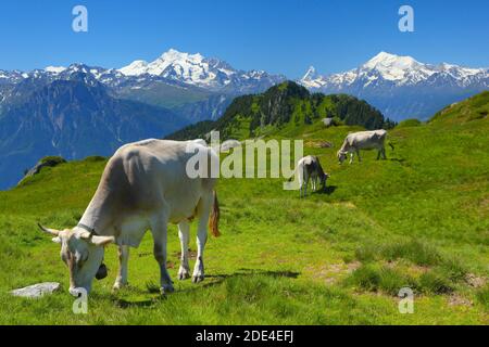 Swiss Alps, Mischabel Group, View from Huhfluh, Matterhorn, Weisshorn, Valais, Switzerland Stock Photo