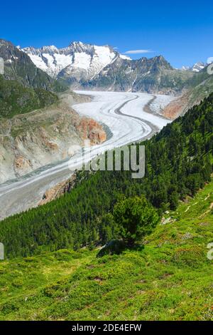 Bathtub horns and Aletsch Glacier, Valais, Switzerland Stock Photo