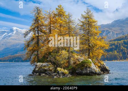 Laerchen, Silsersee, Engadin, Switzerland Stock Photo