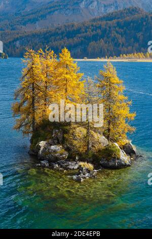 Laerchen, Silsersee, Engadin, Switzerland Stock Photo