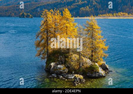 Laerchen, Silsersee, Engadin, Switzerland Stock Photo