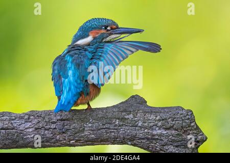 Common kingfisher (Alcedo atthis) Plumage care in the late summer sun, Middle Elbe Biosphere Reserve, Saxony-Anhalt, Germany Stock Photo