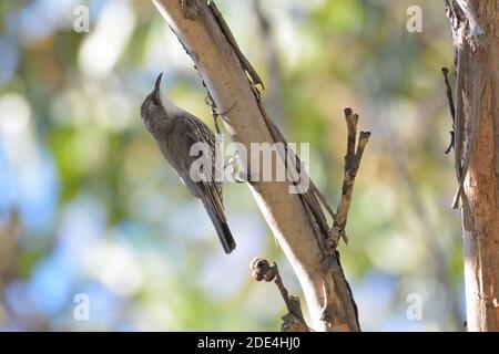 White-throated Treecreeper (Cormobates leucophaea) looking for food on a tree trunk in NSW Australia Stock Photo
