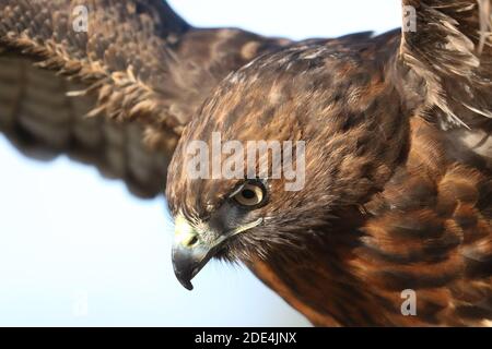 Peregrine falcon cross in flight demos Stock Photo