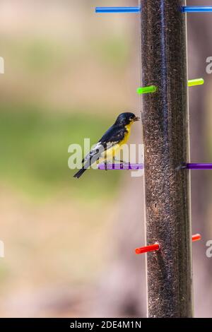 Lesser Goldfinch, Carduelis psaltria, at Block Creek Natural Area in Central Texas. Stock Photo