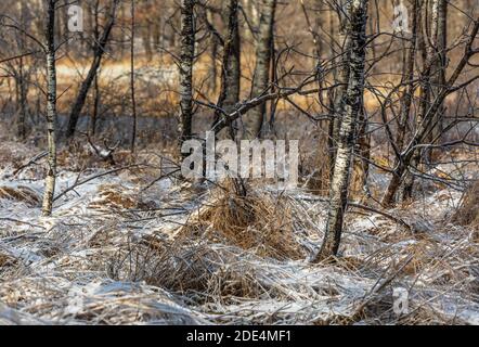 Wetland after an ice storm in northern Wisconsin. Stock Photo
