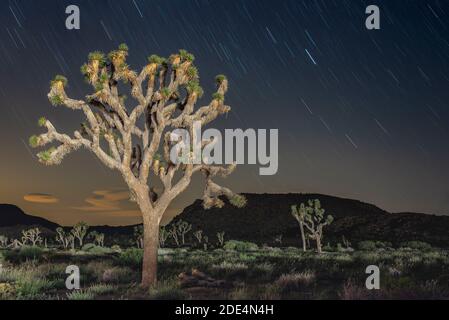 startrails in the desert Stock Photo