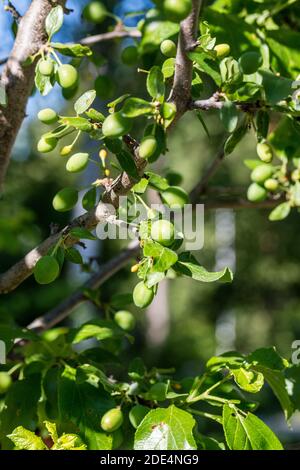 'Reine Claude d'Oullins' Plum, Plommon (Prunus domestica) Stock Photo