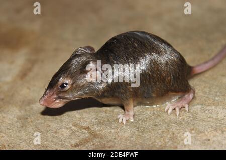 A picture of rat on floor in the house Stock Photo