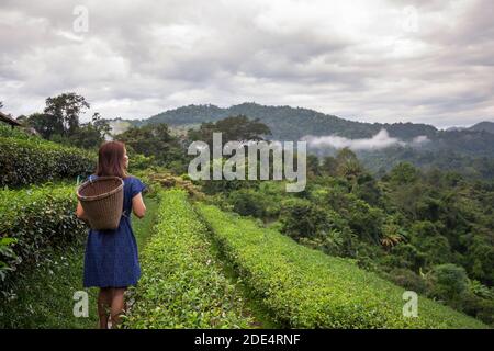 asian female farmer in tribal costume style carry woven basket origin lifestyle on highland tea plantation beautiful location of Northern Thailand Stock Photo