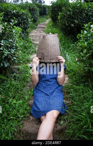 asian female farmer model in tribal costume style carry woven basket origin lifestyle on highland tea plantation with morning mist beautiful location Stock Photo