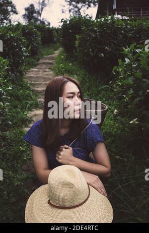 asian female farmer model in tribal costume style carry woven basket origin lifestyle on highland tea plantation with morning mist beautiful location Stock Photo