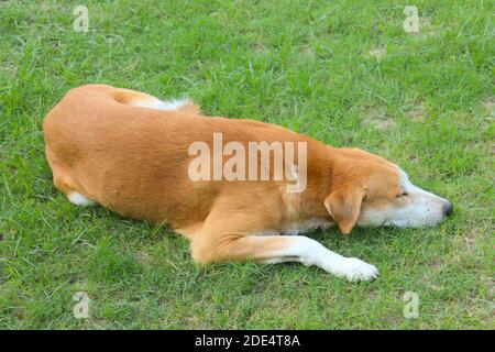 Cute dog sleeping in garden with selective focus