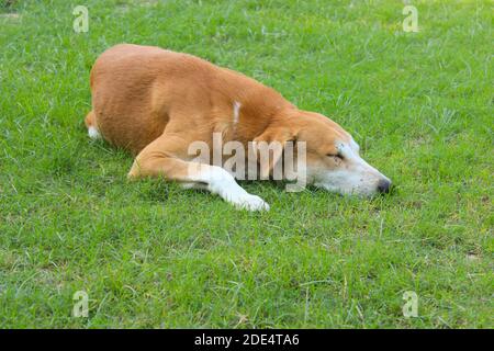 Cute dog sleeping in garden with selective focus