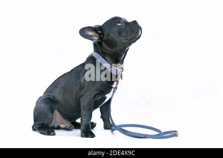 Young black French Bulldog dog with long healthy nose wearing a blue synthetic leather collar and leash set on white background Stock Photo