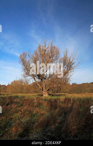 A view of a Crack Willow, Salix fragilis, in late autumn at Marston Marshes Local Nature Reserve in the south of Norwich, Norfolk, England, UK. Stock Photo