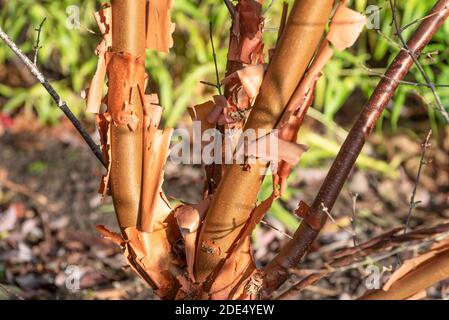 Paperbark maple bark, Acer griseum Stock Photo