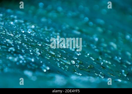 Sydney Australia, abstract raindrops on leaf Stock Photo