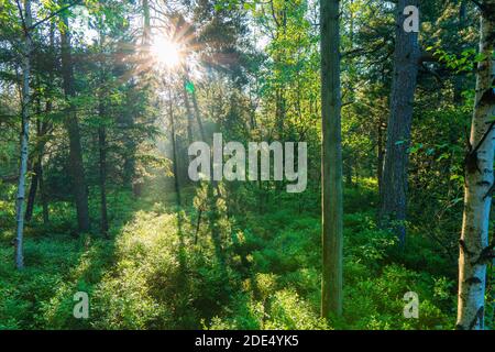 Sun beams through thick trees branches in dense green forest Stock Photo