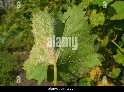 Downy Mildew Fungal Disease on Grape Leaf. Stock Photo