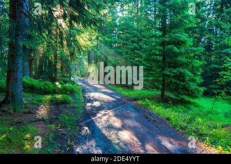Sun beams through thick trees branches in dense green forest Stock Photo