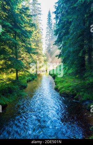 Sun beams through thick trees branches in dense green forest Stock Photo