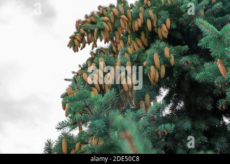 tops of blue spruce trees strewn with cones against the sky. copy space Stock Photo