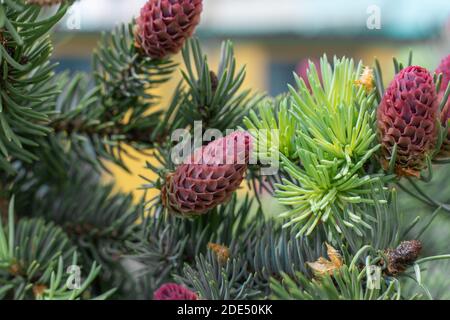 young red cones on spruce branches close-up Stock Photo