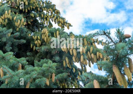 tops of blue spruce trees strewn with cones against the sky Stock Photo