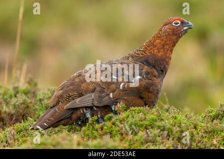 Red Grouse. Scientific name: Lagopus Lagopus. Close up of a male Red Grouse with red eyebrow and open beak, facing right in natural moorland  habitat Stock Photo