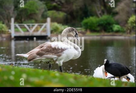 White Mute Swan cygnet (Cygnus olor) on grass by a lake in Winter in West Sussex, England, UK. Stock Photo