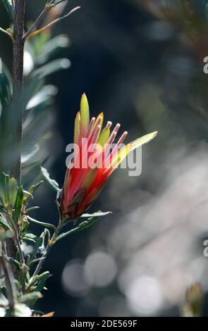 Red flower of the Australian native Mountain Devil, Lambertia formosa, family Proteaceae, Royal National Park, Sydney, Australia. Endemic to NSW. Smal Stock Photo