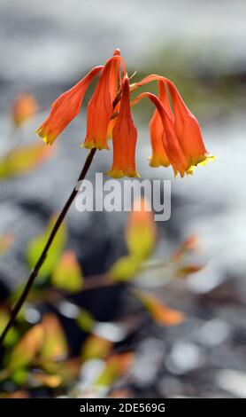 Australian native Christmas Bells, Blandfordia nobilis, family Blandfordiaceae. Spring and summer flowering perennial herb native to eastern Australia Stock Photo